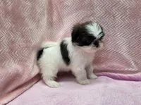 Cara, a female Shih Tzu for sale in Guthrie, KY – 3 of 3