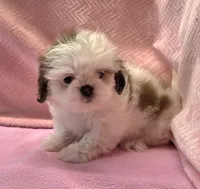 Bell, a female Shih Tzu for sale in Guthrie, KY – 3 of 6
