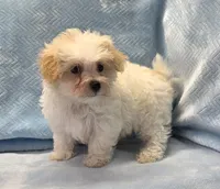 Tommy, a male Maltipoo for sale in Guthrie, KY – 3 of 7