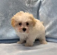 Tommy, a male Maltipoo for sale in Guthrie, KY – 2 of 7