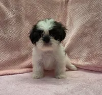 Cara, a female Shih Tzu for sale in Guthrie, KY – 2 of 3