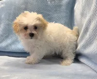 Tommy, a male Maltipoo for sale in Guthrie, KY – 4 of 7
