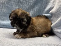 Wilbur, a male Shih Tzu for sale in Guthrie, KY – 2 of 3