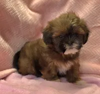 Sarah, a female Shih Tzu for sale in Guthrie, KY – 3 of 6