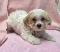 Peggy, a female Maltipoo for sale in Guthrie, KY – 3 of 7