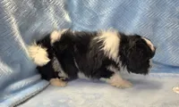 Tommy, a male Shihpoo for sale in Guthrie, KY – 2 of 5