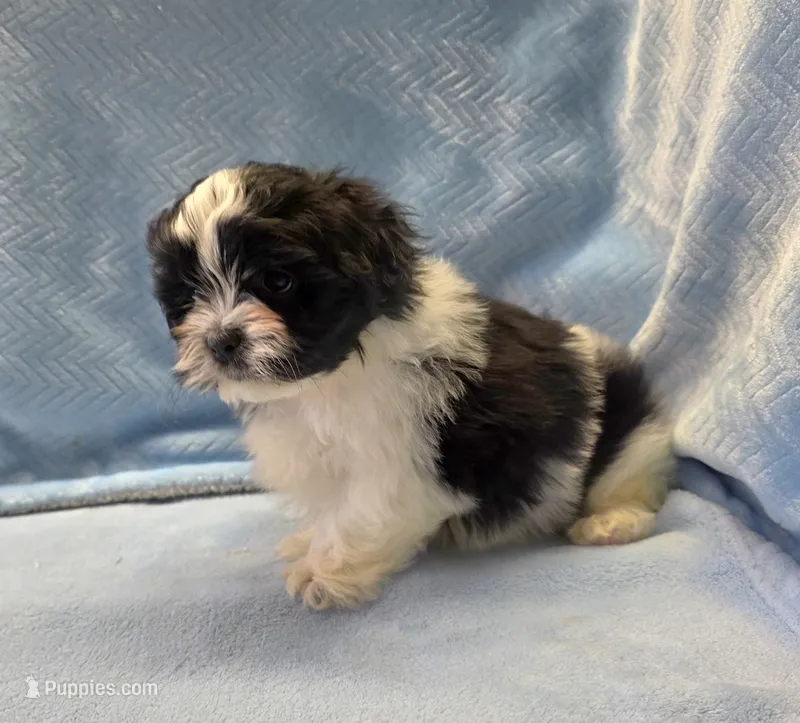 Tommy – Shihpoo puppy for sale in Guthrie, KY