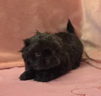 Bell, a female Shihpoo for sale in Guthrie, KY – 2 of 5