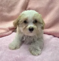 Peggy, a female Maltipoo for sale in Guthrie, KY – 5 of 7