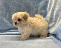Terry, a male Shihpoo for sale in Guthrie, KY – 2 of 3