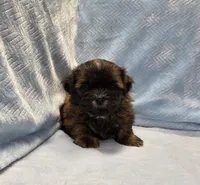 Buddy, a male Shih Tzu for sale in Guthrie, KY – 1 of 2
