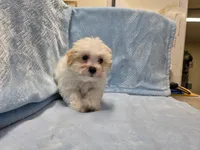 Tommy, a male Maltipoo for sale in Guthrie, KY – 6 of 7