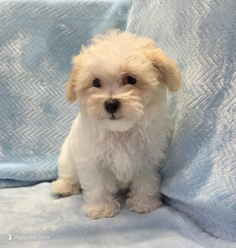 Tommy – Maltipoo puppy for sale in Guthrie, KY