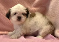 Tana, a female Shih Tzu for sale in Guthrie, KY – 6 of 6