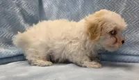 Tommy, a male Maltipoo for sale in Guthrie, KY – 5 of 7