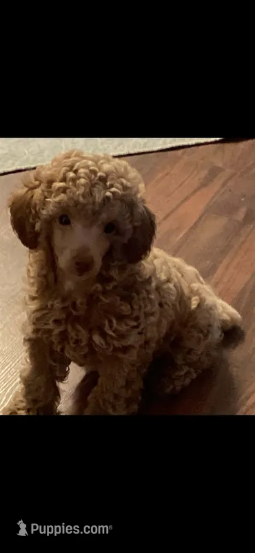 Terry – Poodle - Miniature  puppy for sale in Guthrie, KY
