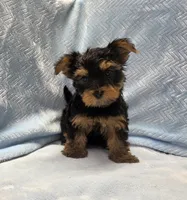 Wilbur, a male Yorkshire Terrier for sale in Guthrie, KY – 3 of 4