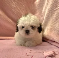 Bell, a female Shih Tzu for sale in Guthrie, KY – 2 of 6