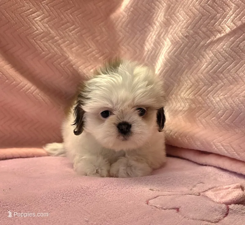 Bell – Shih Tzu puppy for sale in Guthrie, KY