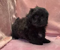 Bell, a female Shihpoo for sale in Guthrie, KY – 5 of 5