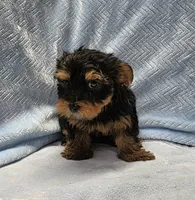 Wilbur, a male Yorkshire Terrier for sale in Guthrie, KY – 4 of 4
