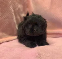Bell, a female Shihpoo for sale in Guthrie, KY – 3 of 5