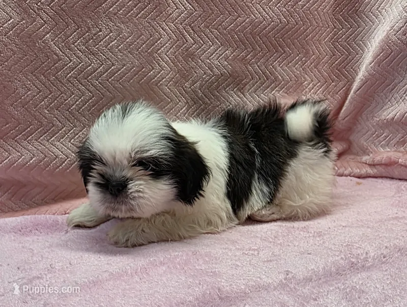 Holly – Shih Tzu puppy for sale in Guthrie, KY