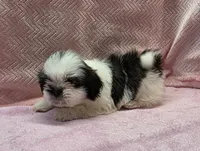Holly, a female Shih Tzu for sale in Guthrie, KY – 1 of 3