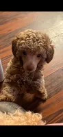 Terry, a male Poodle - Miniature  for sale in Guthrie, KY – 2 of 2