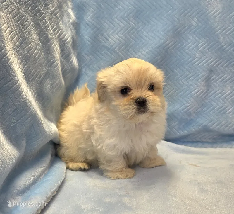 Terry – Shihpoo puppy for sale in Guthrie, KY