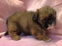 Sarah, a female Shih Tzu for sale in Guthrie, KY – 4 of 6