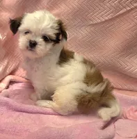 Tana, a female Shih Tzu for sale in Guthrie, KY – 5 of 6