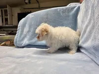 Tommy, a male Maltipoo for sale in Guthrie, KY – 7 of 7