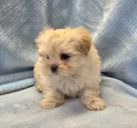 Terry, a male Shihpoo for sale in Guthrie, KY – 3 of 3