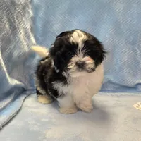 Tommy, a male Shihpoo for sale in Guthrie, KY – 3 of 5