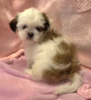 Tana, a female Shih Tzu for sale in Guthrie, KY – 3 of 6