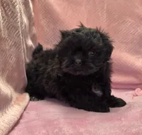 Bell, a female Shihpoo for sale in Guthrie, KY – 4 of 5