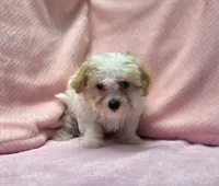 Peggy, a female Maltipoo for sale in Guthrie, KY – 4 of 7