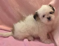 Tana, a female Shih Tzu for sale in Guthrie, KY – 1 of 6