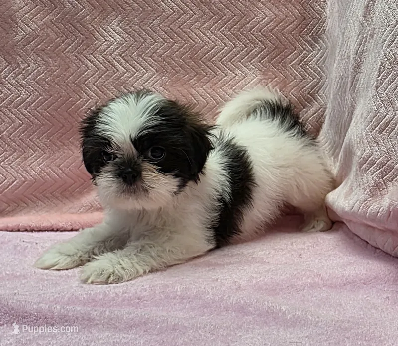 Cara – Shih Tzu puppy for sale in Guthrie, KY