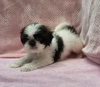 Cara, a female Shih Tzu for sale in Guthrie, KY – 1 of 3