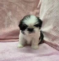 Holly, a female Shih Tzu for sale in Guthrie, KY – 3 of 3