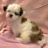 Tana, a female Shih Tzu for sale in Guthrie, KY – 4 of 6