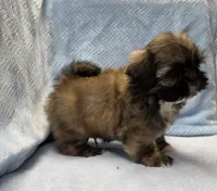 Wilbur, a male Shih Tzu for sale in Guthrie, KY – 3 of 3