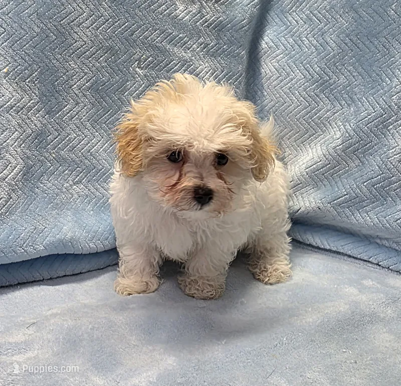 Tommy – Maltipoo puppy for sale in Guthrie, KY
