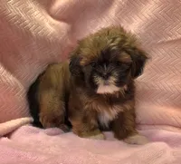 Sarah, a female Shih Tzu for sale in Guthrie, KY – 5 of 6