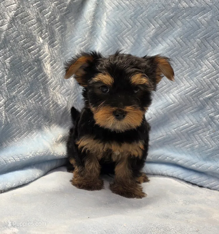 Wilbur – Yorkshire Terrier puppy for sale in Guthrie, KY