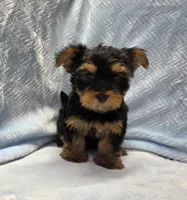 Wilbur, a male Yorkshire Terrier for sale in Guthrie, KY – 1 of 4
