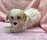 Peggy, a female Maltipoo for sale in Guthrie, KY – 6 of 7