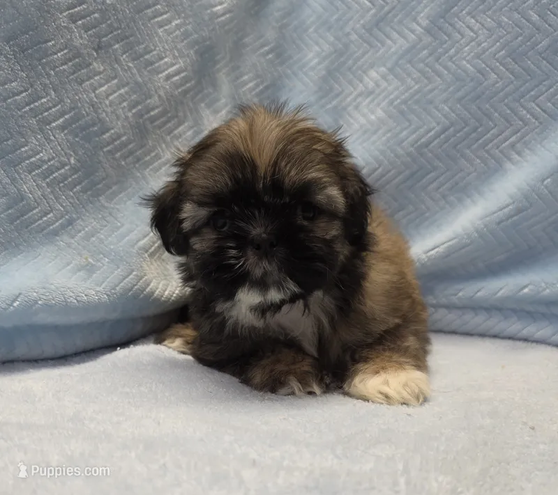 Wilbur – Shih Tzu puppy for sale in Guthrie, KY